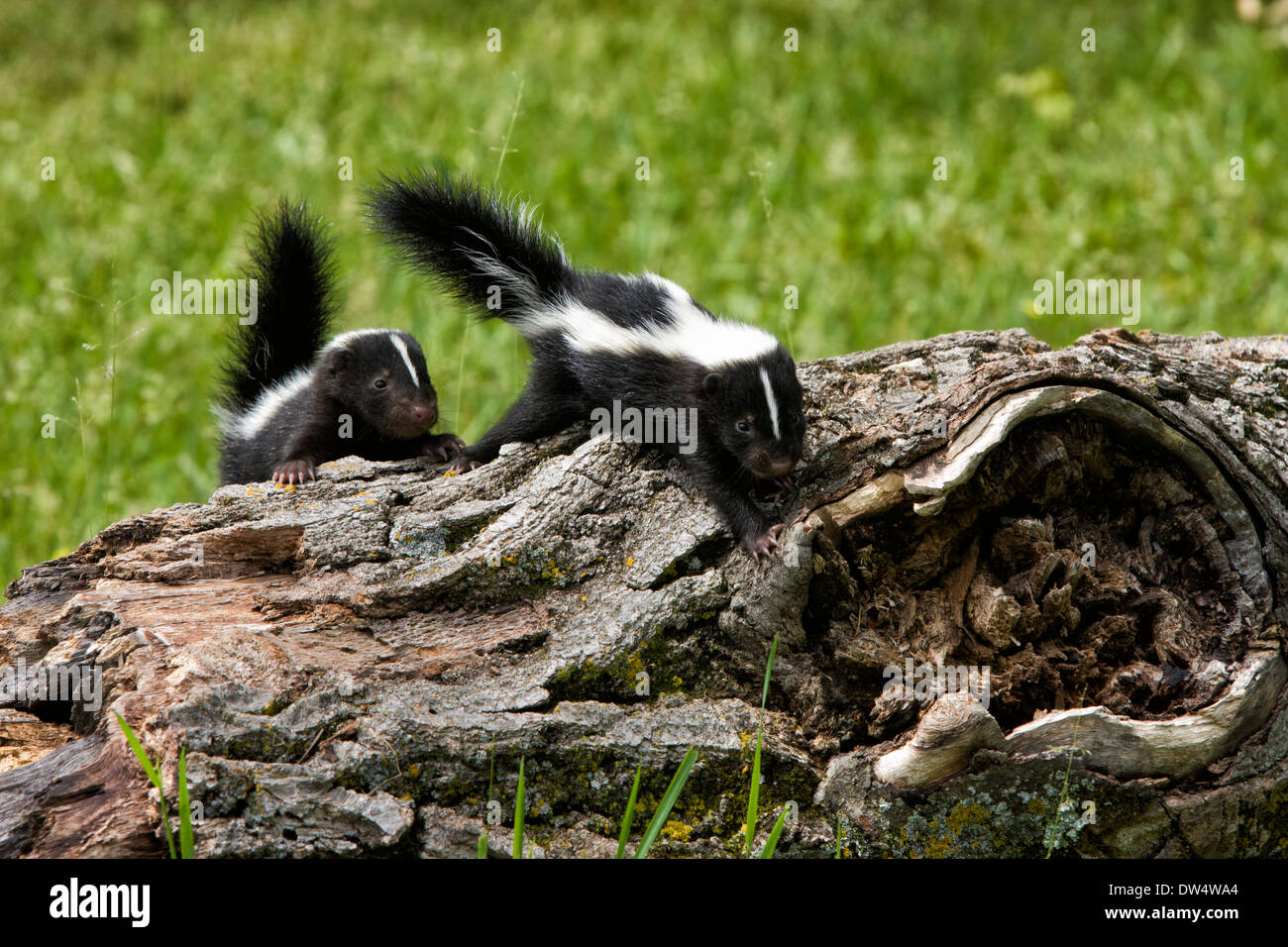 Baby skunks exploring together Stock Photo
