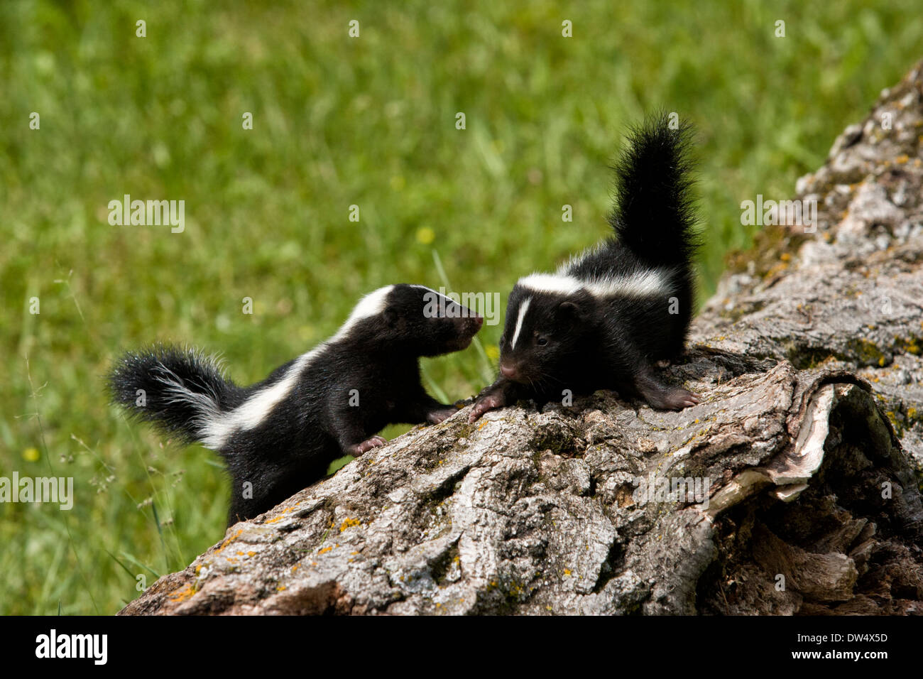 Baby skunks exploring a log together Stock Photo