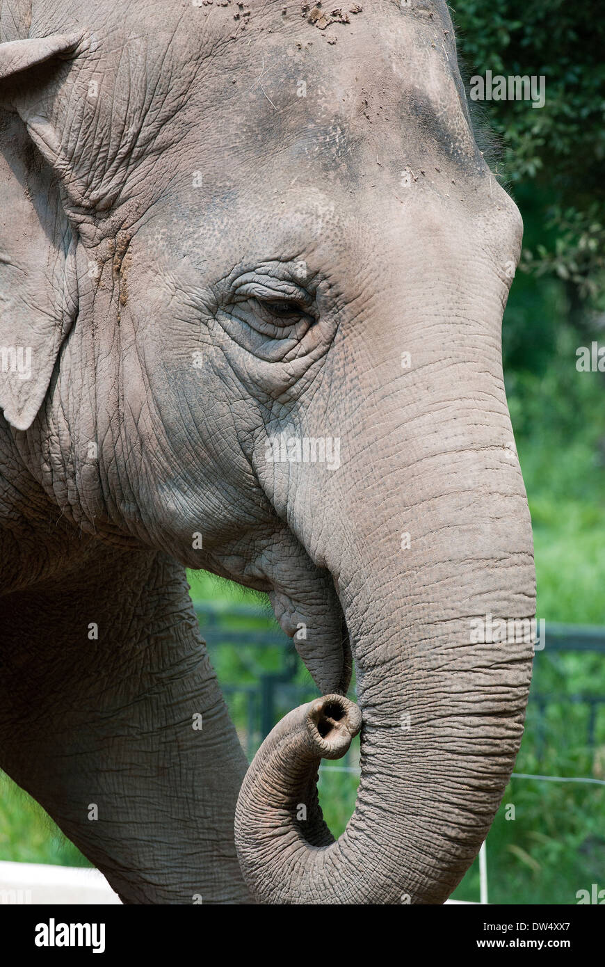 Asian elephant, Elephas maximus, Bioparco, Rome, Italy Stock Photo