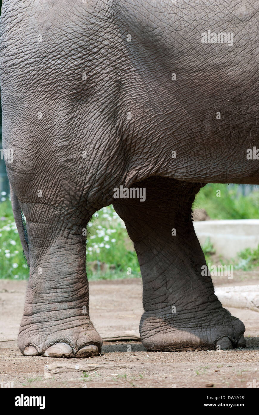 Hind legs of  asian elephant, Elephas maximus, Bioparco, Rome, Italy Stock Photo