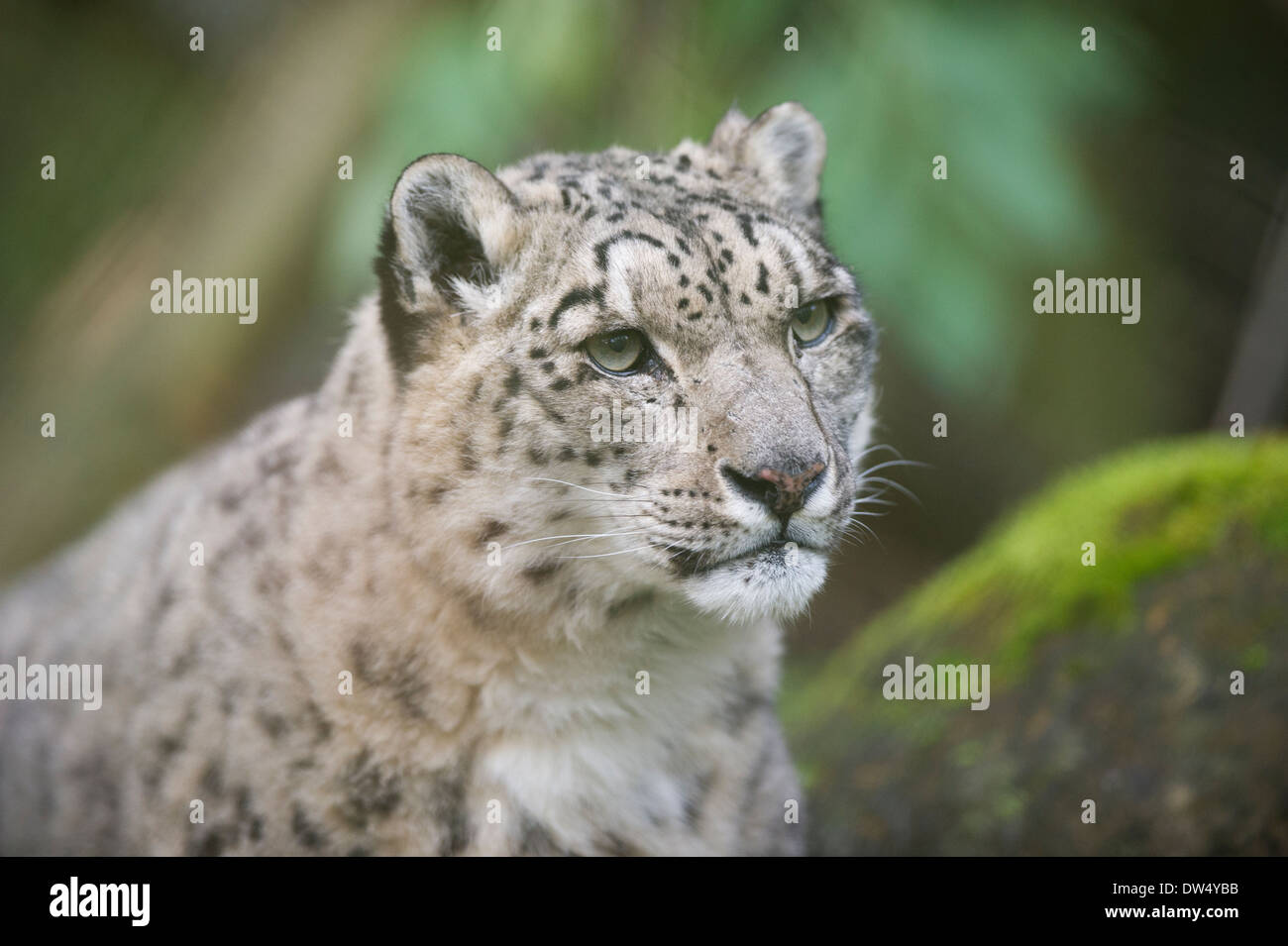 Snow Leopard (Panthera uncia or Uncia uncia) Stock Photo