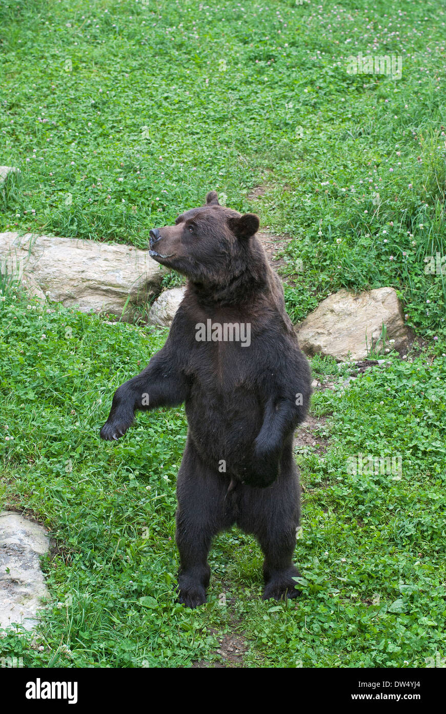 Brown bear (Ursus arctos) standing in wildlife area,  Osservatorio Eco-Faunistico Alpino, Aprica, Lombardy, Italy Stock Photo