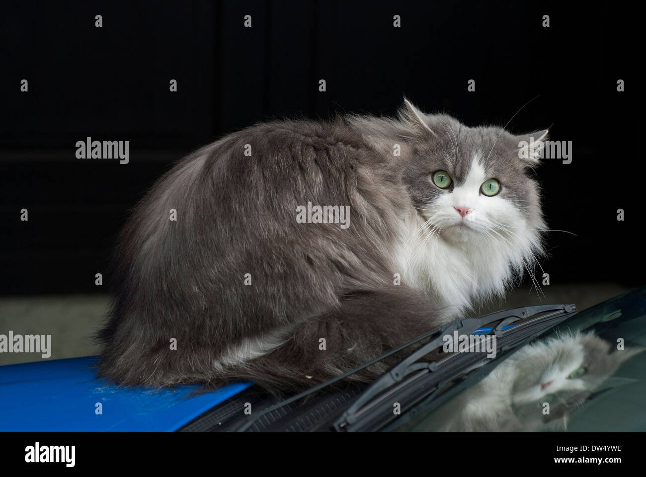 Domestic cat (Felis catus) on a car's bonnet Stock Photo