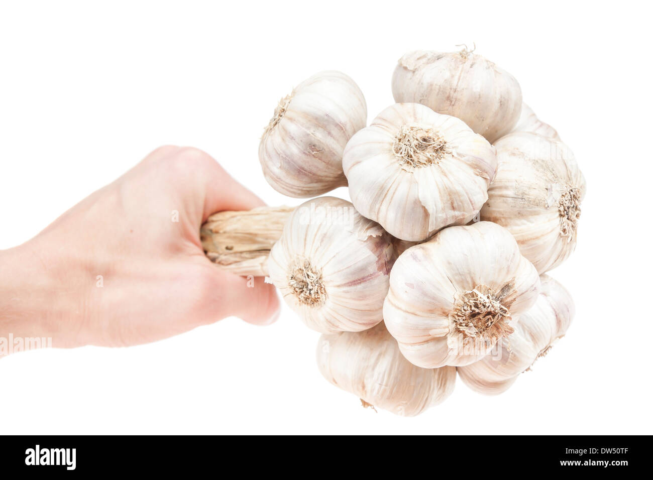 Garlic bunch in hand isolated to white background Stock Photo - Alamy