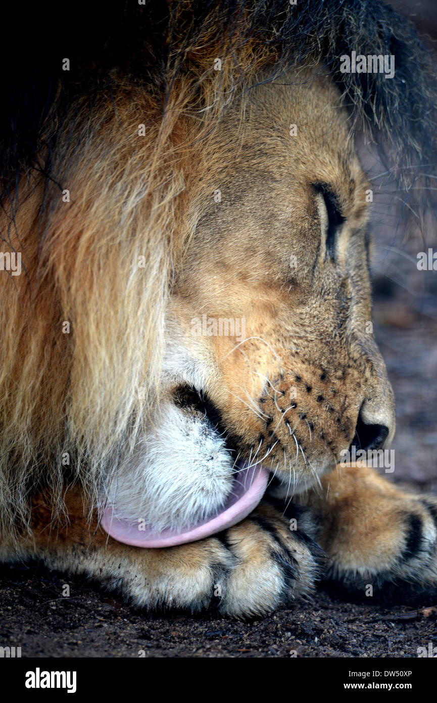 A close up shot of an African Lion Stock Photo