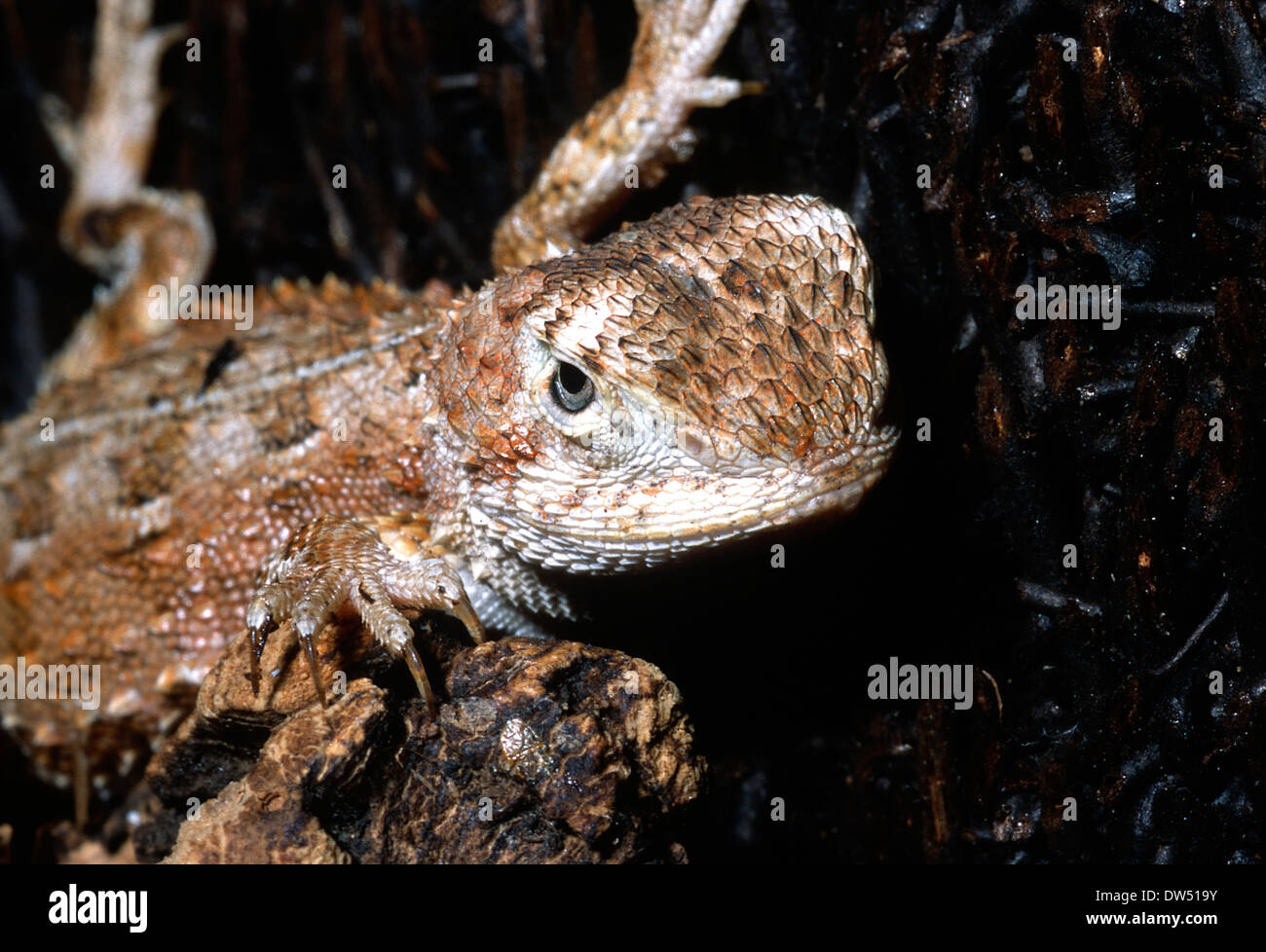 Gibber earless dragon (Tympanocryptis intima), Agamidae, Australia, Roberto Nistri, lizard lizards, reptile reptile Stock Photo