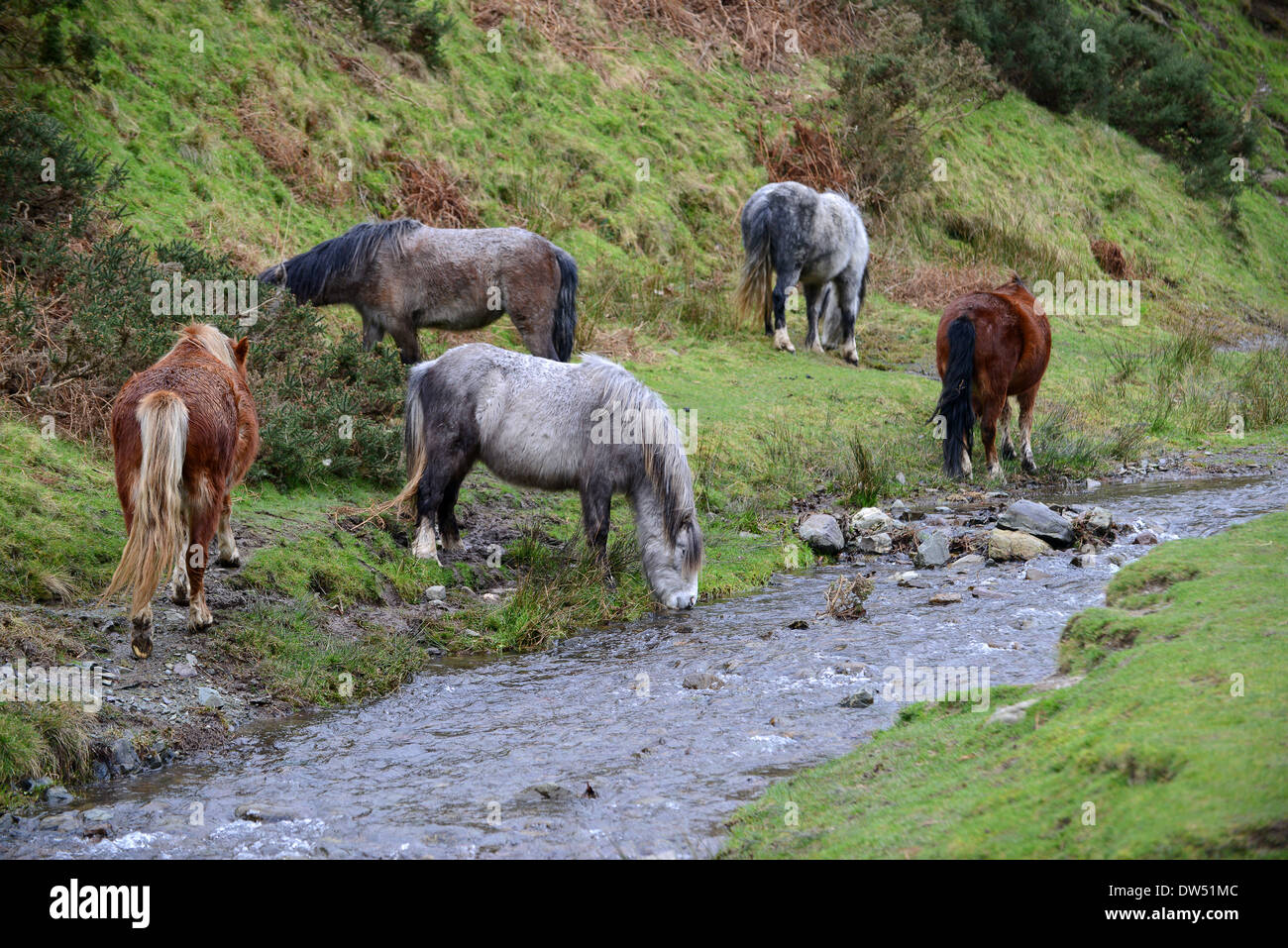 Wild feral horses at Carding Mill Valley on the Long Mynd in Shropshire England Uk. Ponies pony on National Trust Land Stock Photo