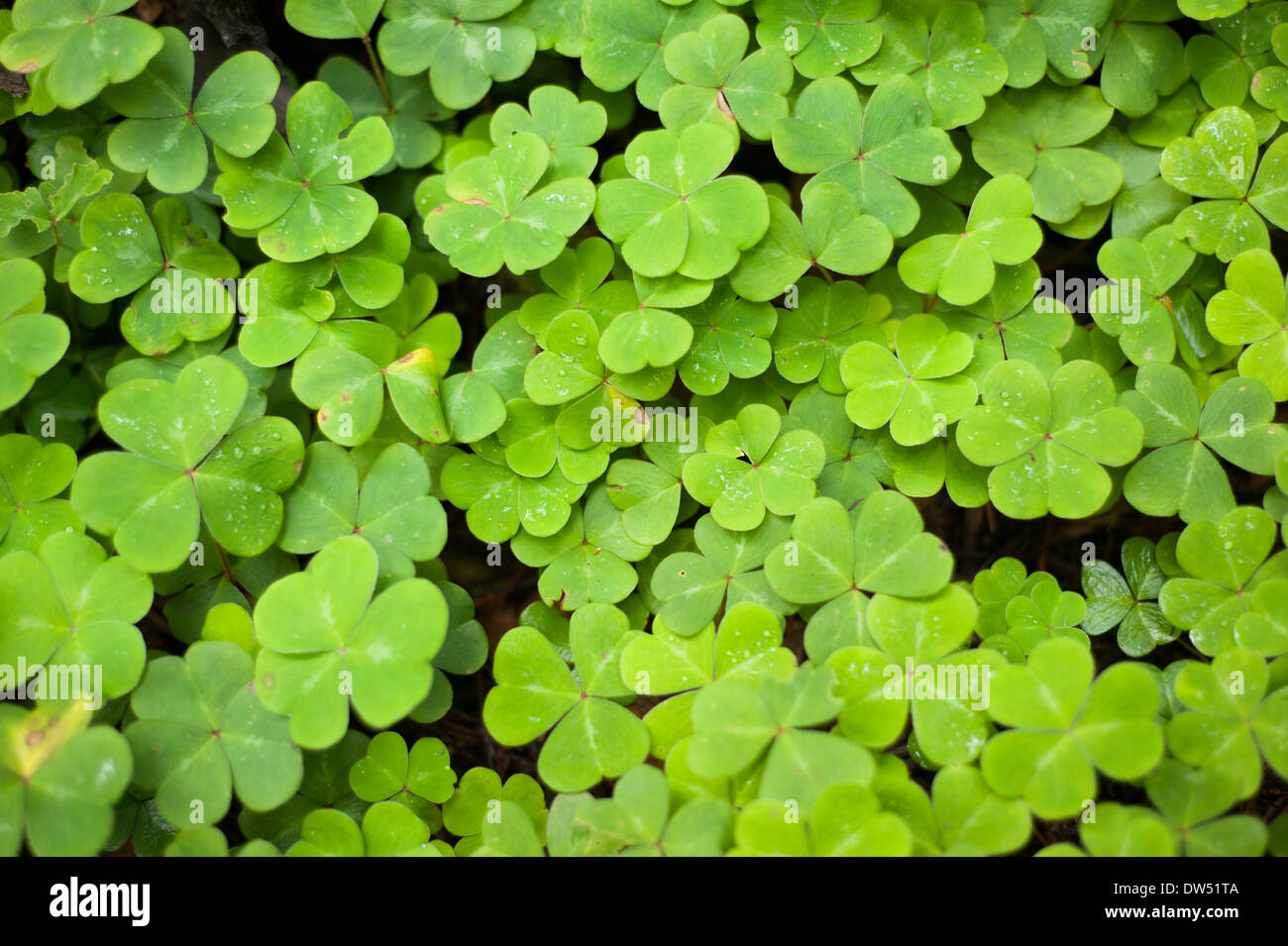 Clovers with dew on the leaves in Northern California Stock Photo