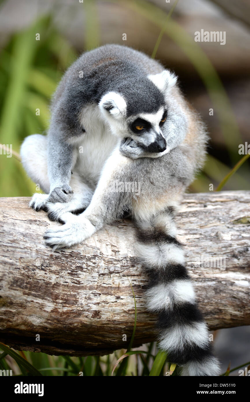 A close up shot of a Ring Tailer Lemur Stock Photo