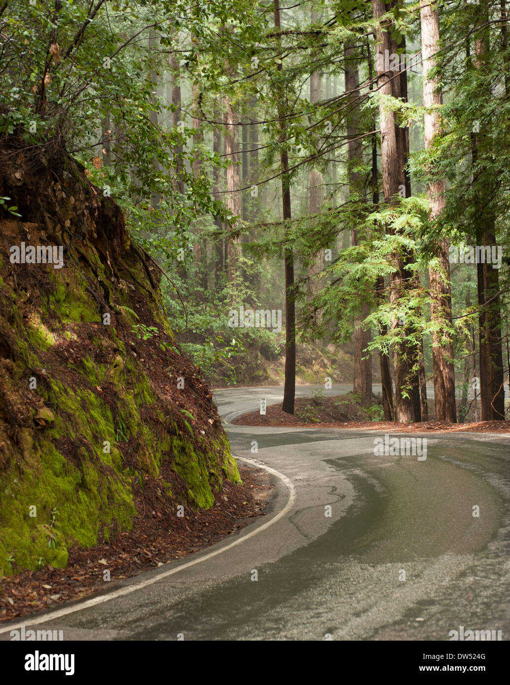 curvy road through the redwood forest north of San Francisco. Stock Photo