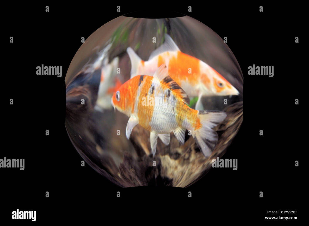 GOLD FISH,KOI  LIVE IN MAGNIFIED BUBBLE Stock Photo