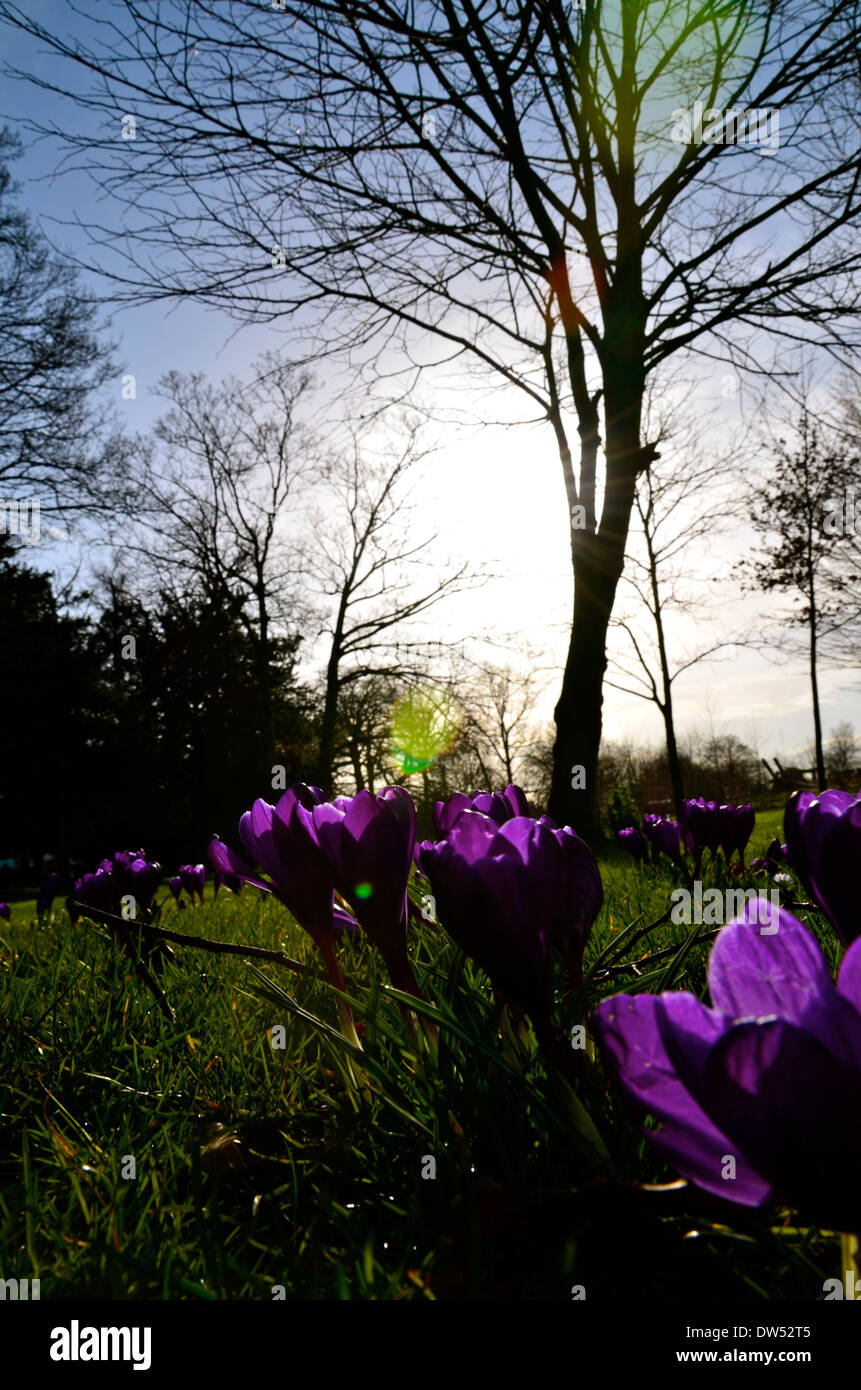 The First Signs of Spring, Nice lens flare Stock Photo
