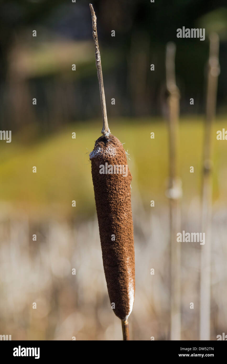 Close up of a Bulrush head Stock Photo