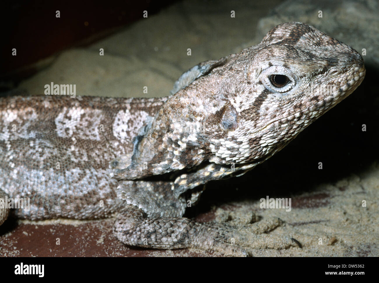 Frilled Lizard (Chlamydosaurus kingii), Agamidae, Australia Stock Photo