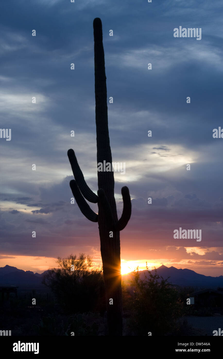 Cactus at sunset, Saguaro National park Stock Photo