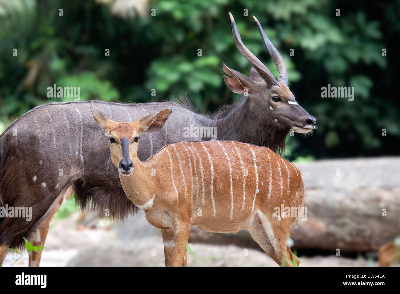Nyala African Horned Antelope Male and Female Pair Stock Photo