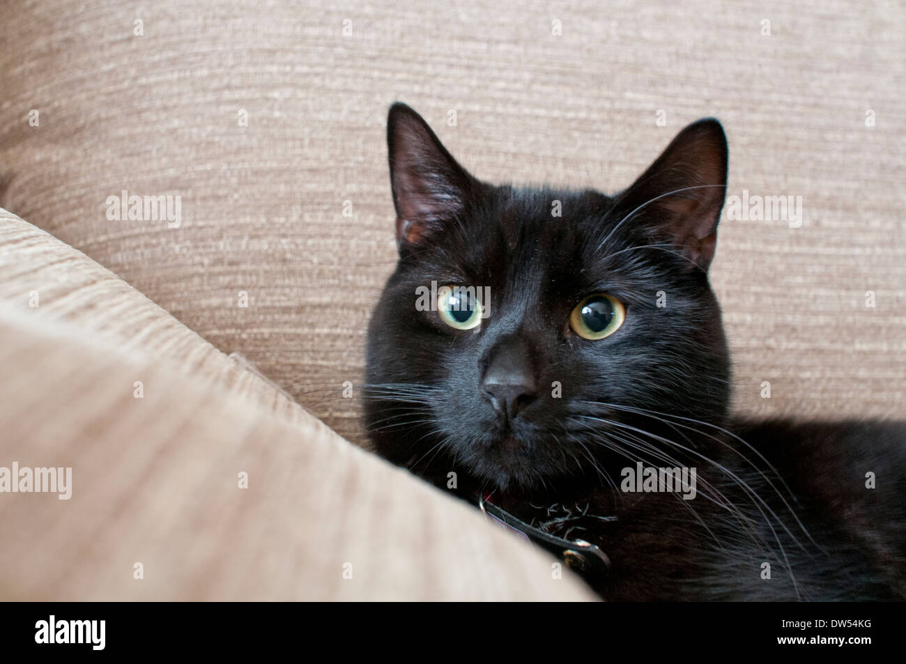 Black domestic British short-haired cat Stock Photo