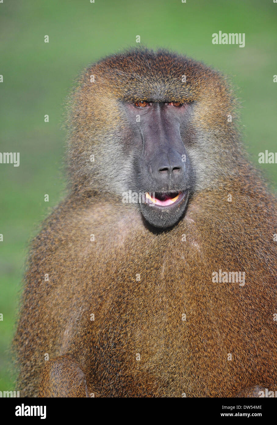 Guinea baboon (Papio papio) Stock Photo