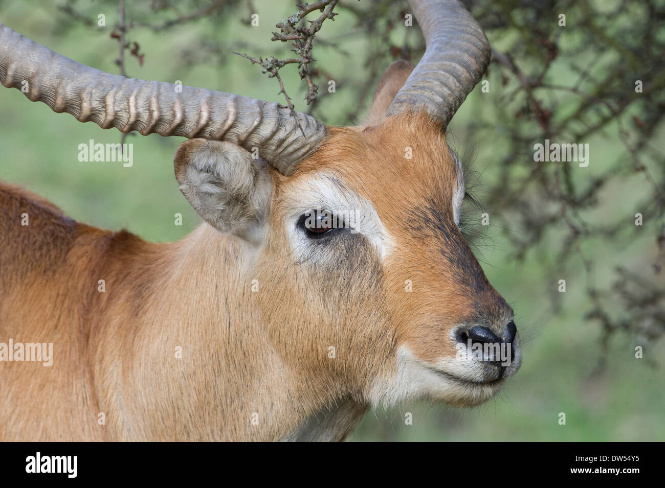 Blackbuck antelope (Antilope cervicapra) Stock Photo