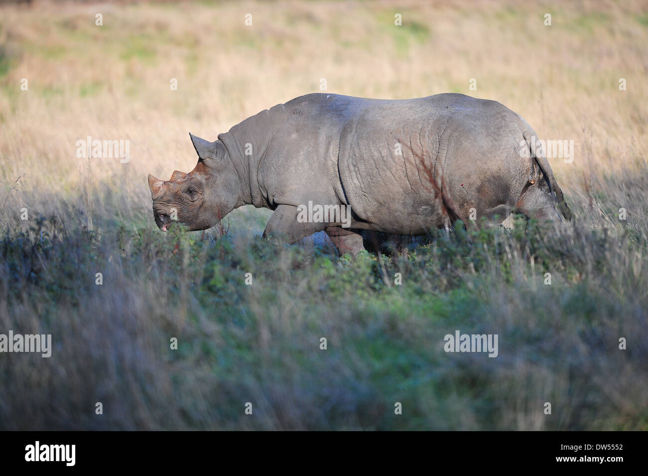 Eastern Black Rhinoceros (Diceros bicornis michaeli) Stock Photo