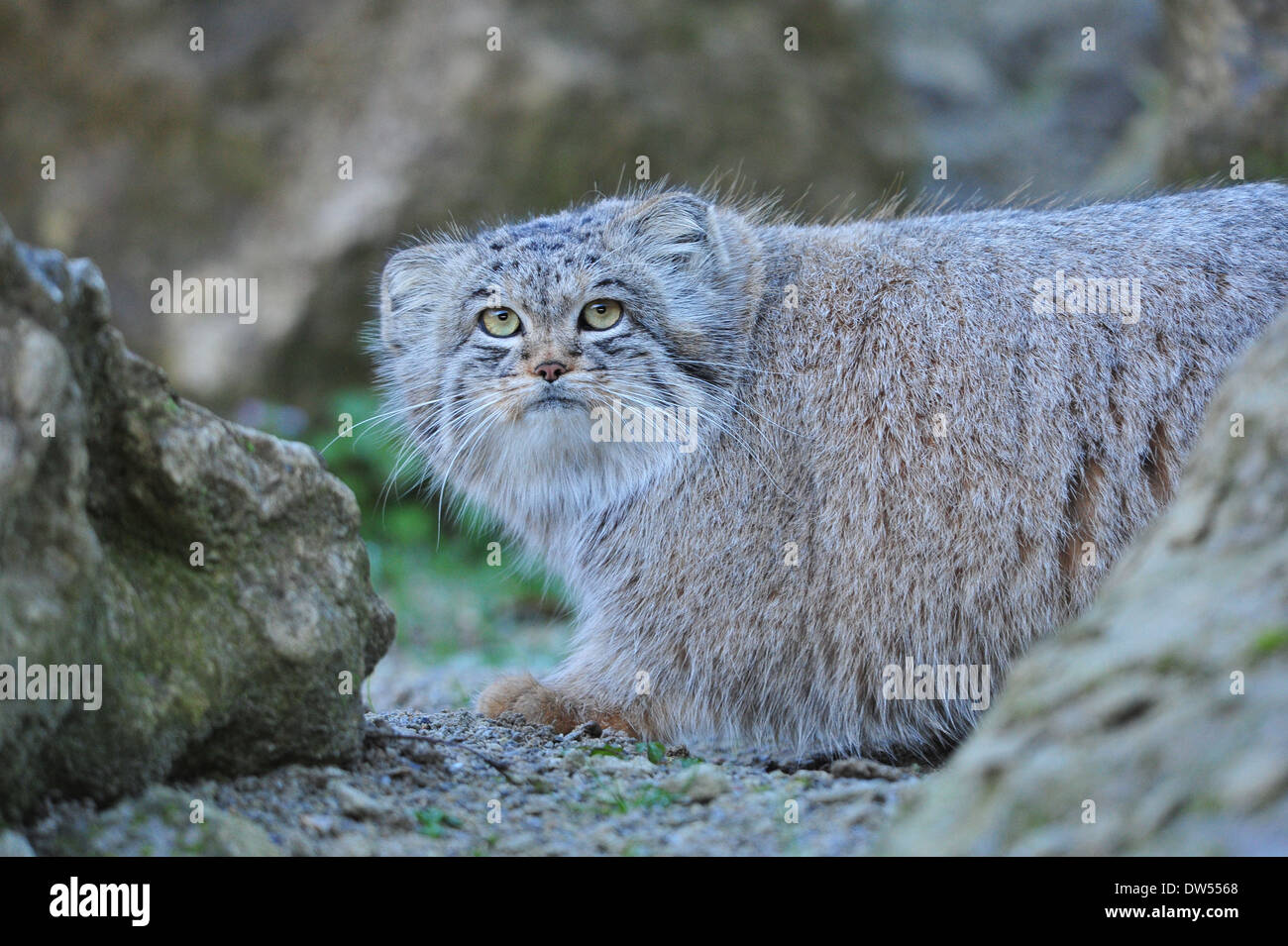 Pallas's cat (Otocolobus manul) Stock Photo