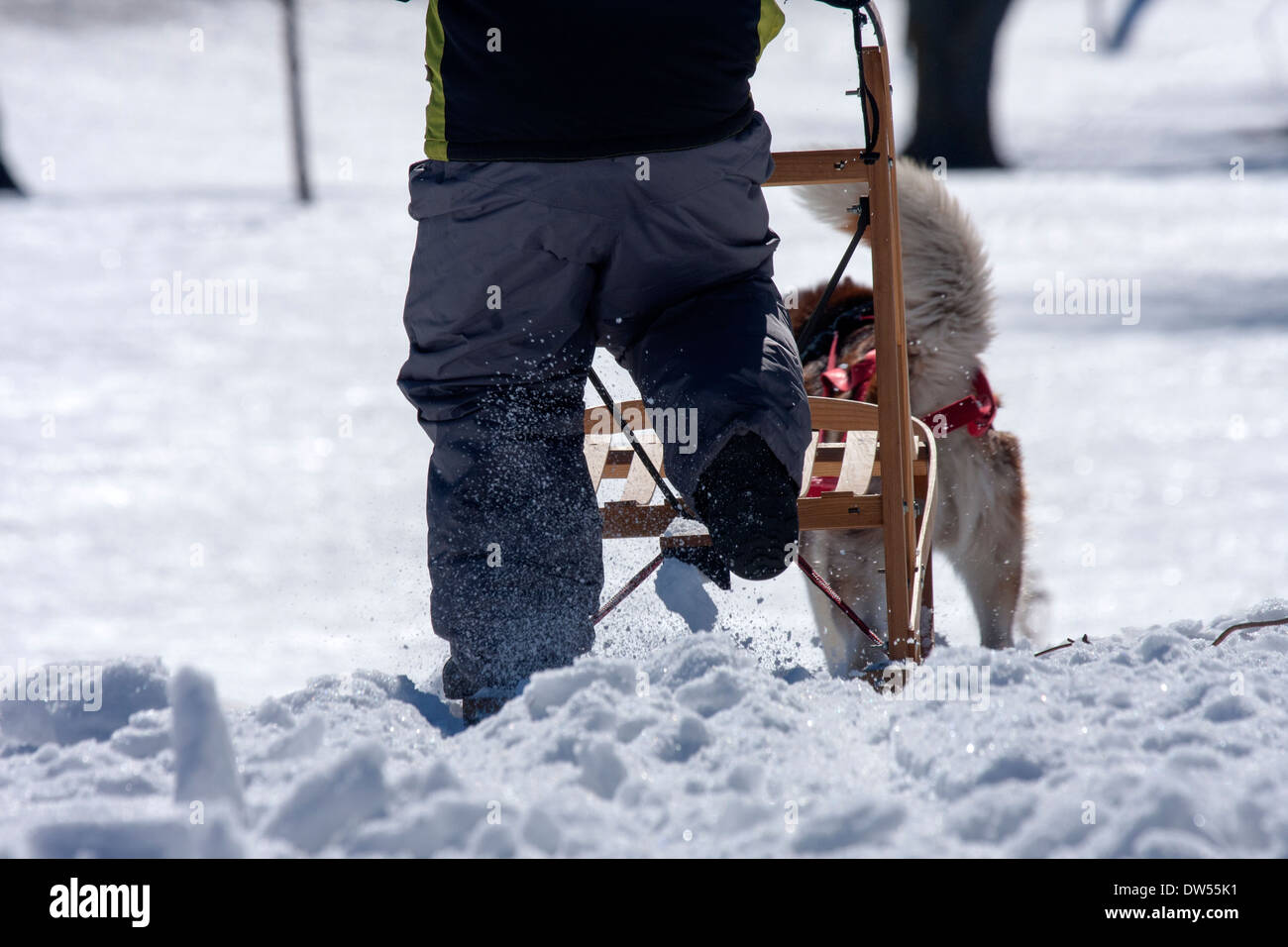 A young boy dog sledding in Wisconsin USA Stock Photo Alamy