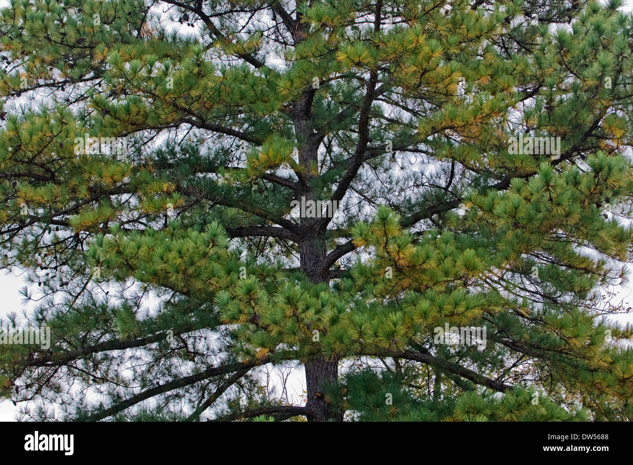 Virginia pine (Pinus virginiana). Also called Scrub pine, Jersey pine Stock Photo