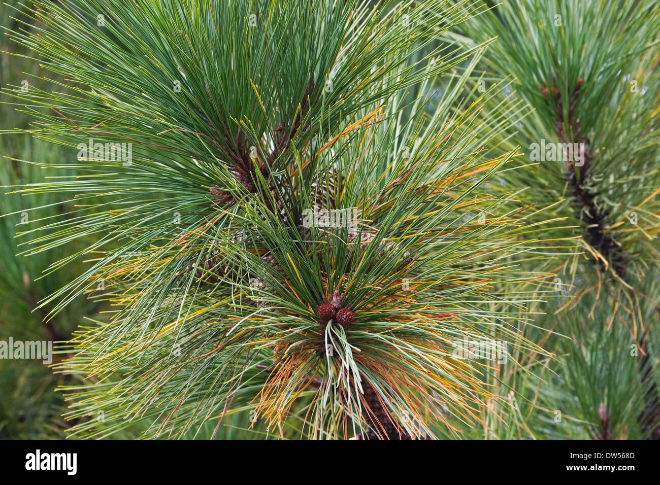 Virginia pine (Pinus virginiana) Stock Photo