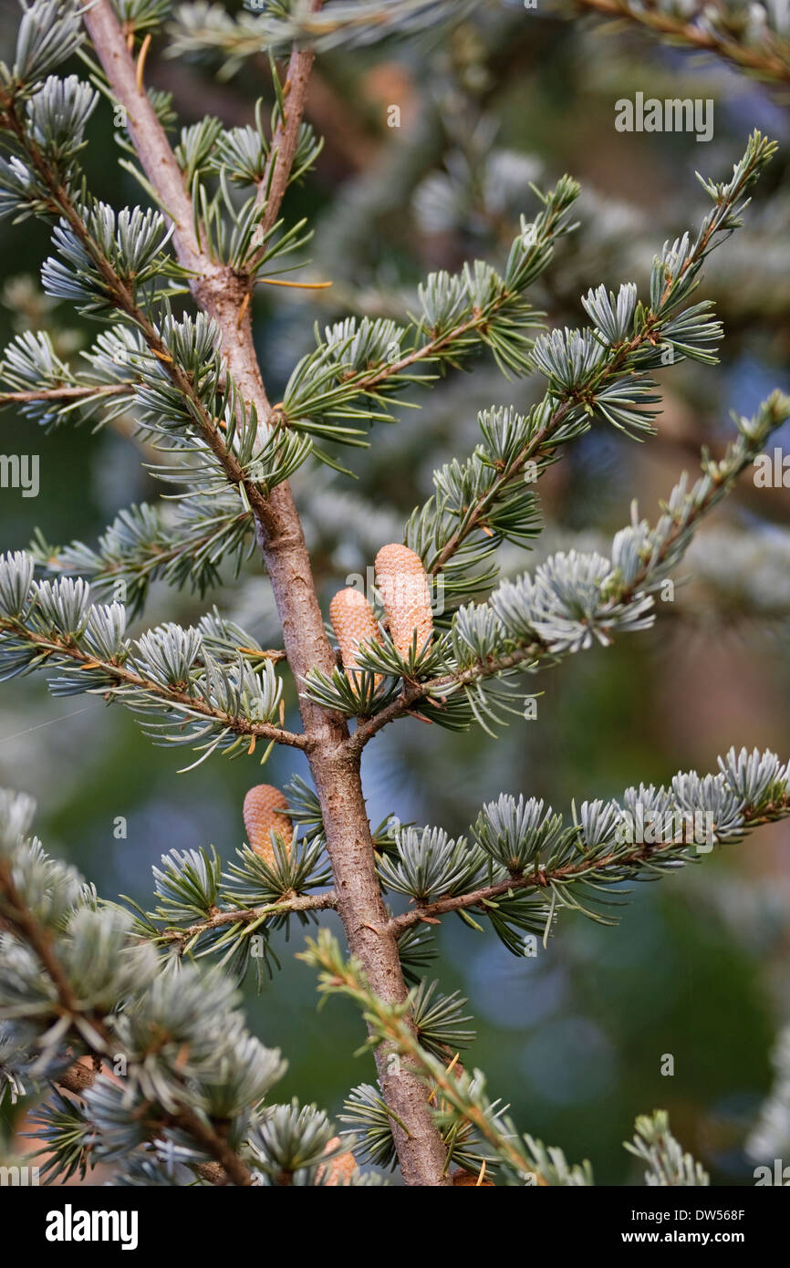Noble fir (Abies procera) Stock Photo