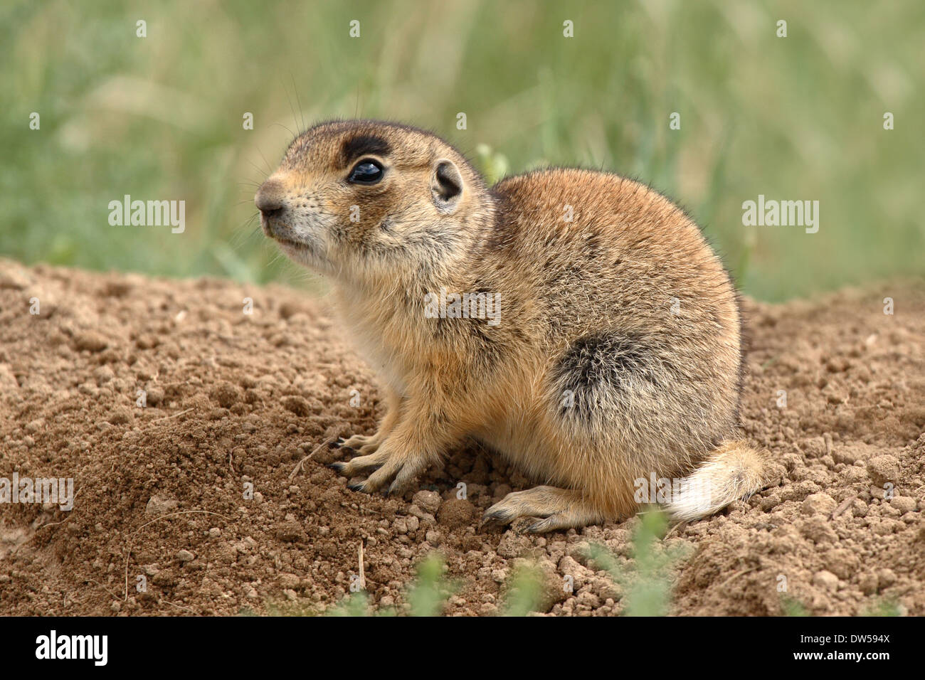 A wide-eyed White-tailed Prairie Dog puppy outside of its den. Stock Photo