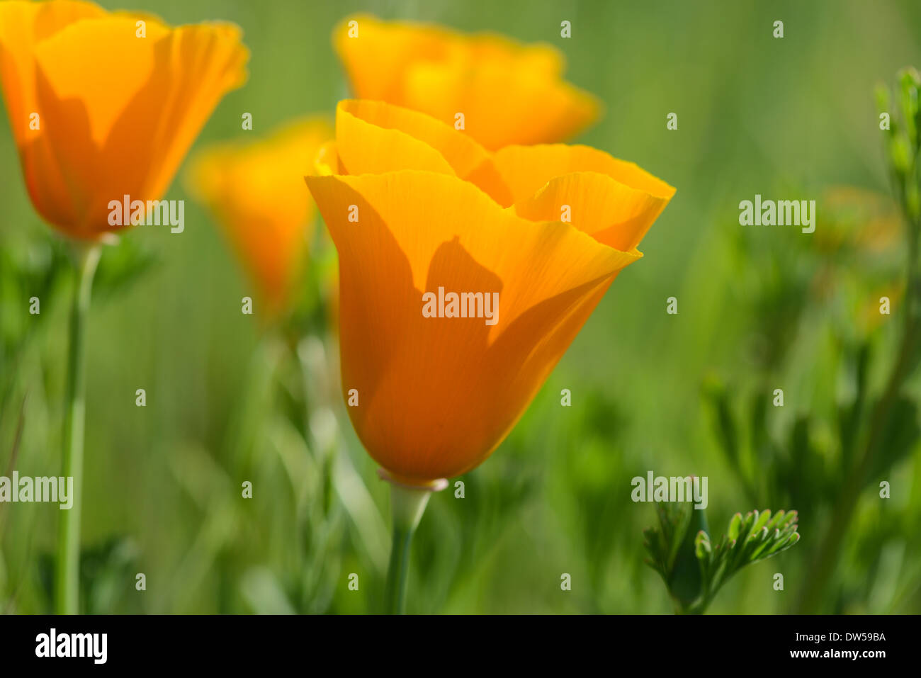 California Orange Poppy Macro Close Up Stock Photo - Alamy