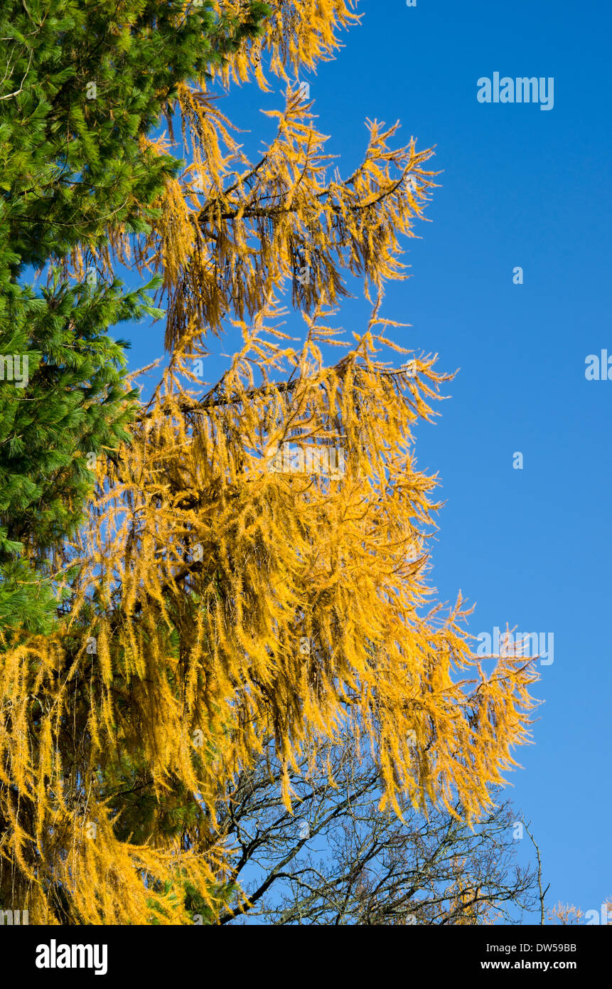 beautiful golden autumn larch branches and blue sky Stock Photo