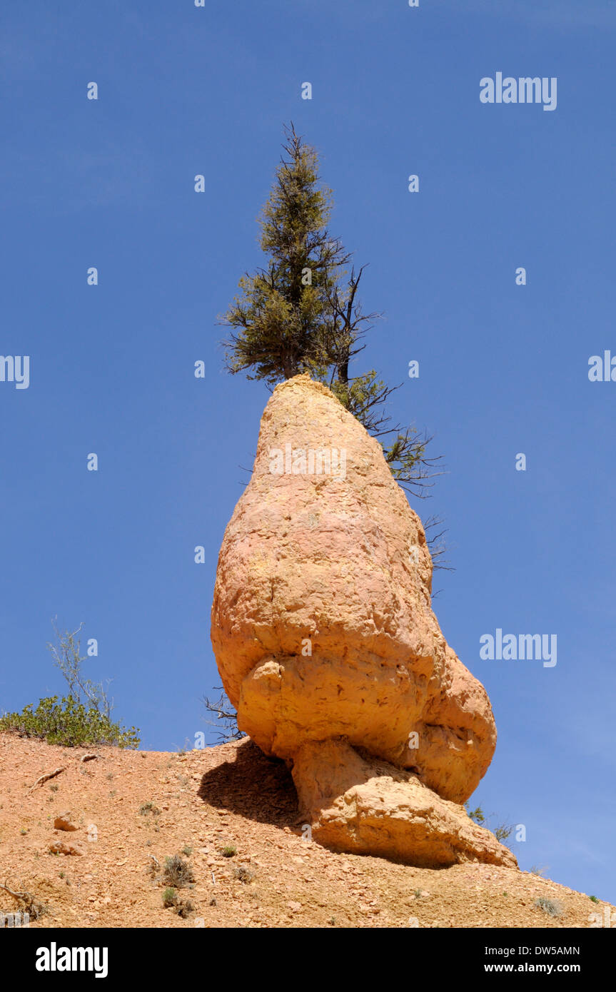 breathtaking view of oddly shaped hoodoo at iconic, world-famous Bryce Canyon in southern Utah, USA Stock Photo