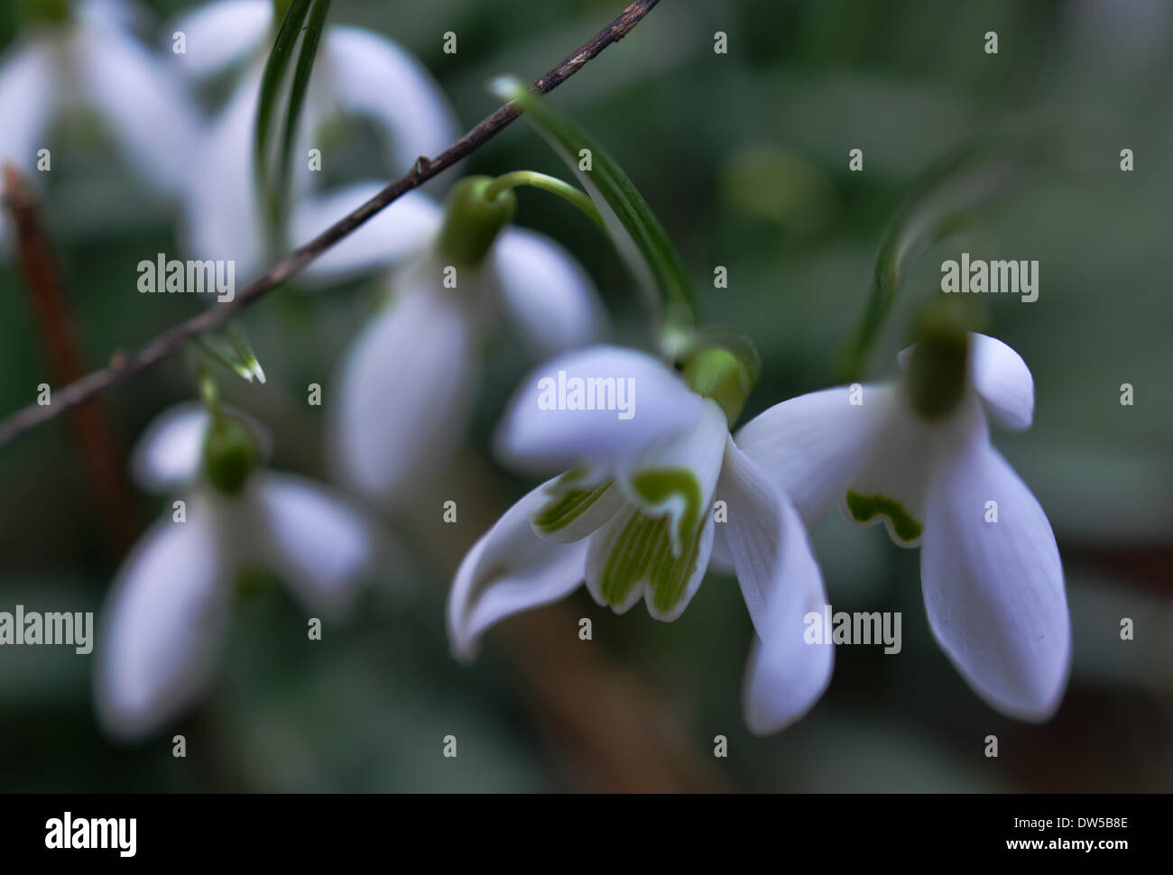 The premature by four weeks is possible spring blossoming crocuses in Germany, while the snow bells  already came forth for 14 days. | Stock Photo