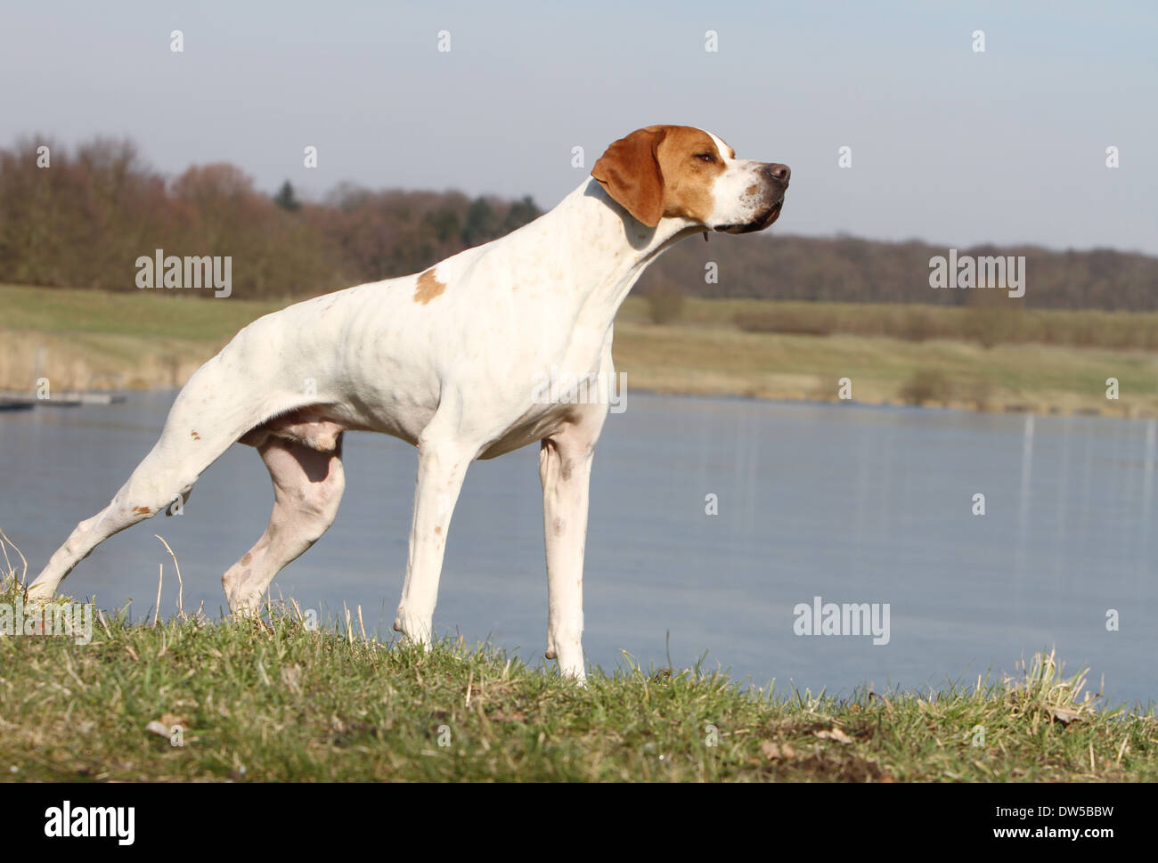 Dog English Pointer  /  adult standing at the edge of a lake Stock Photo