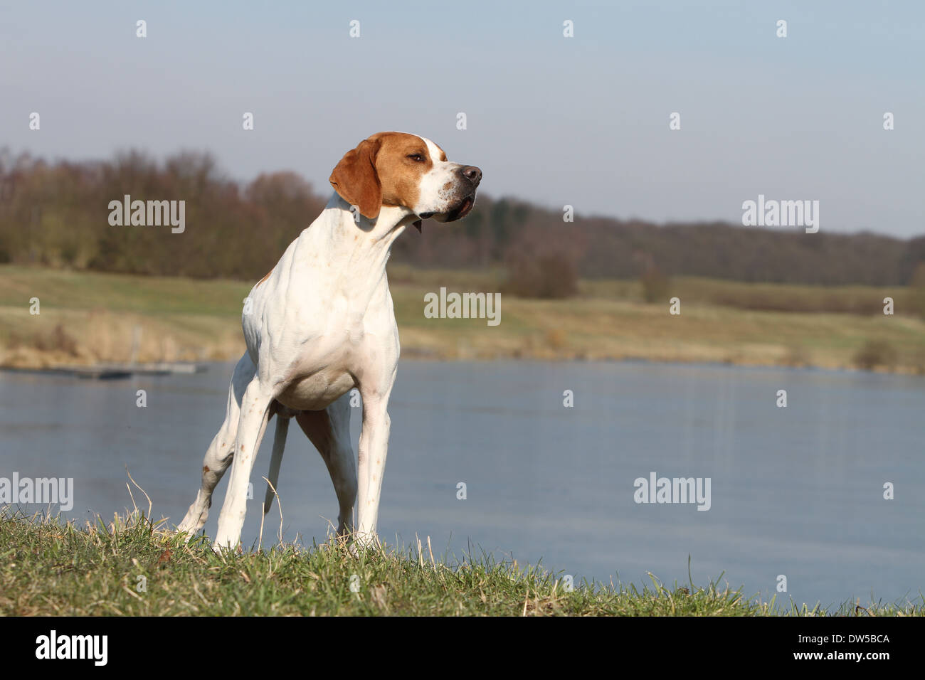 Dog English Pointer  /  adult standing at the edge of a lake Stock Photo