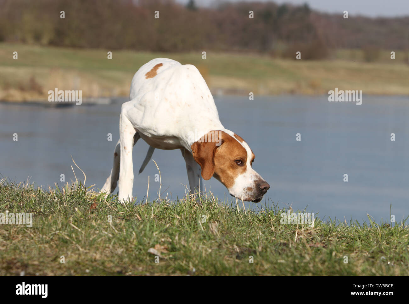 Dog English Pointer  /  adult pointing at the edge of a lake Stock Photo