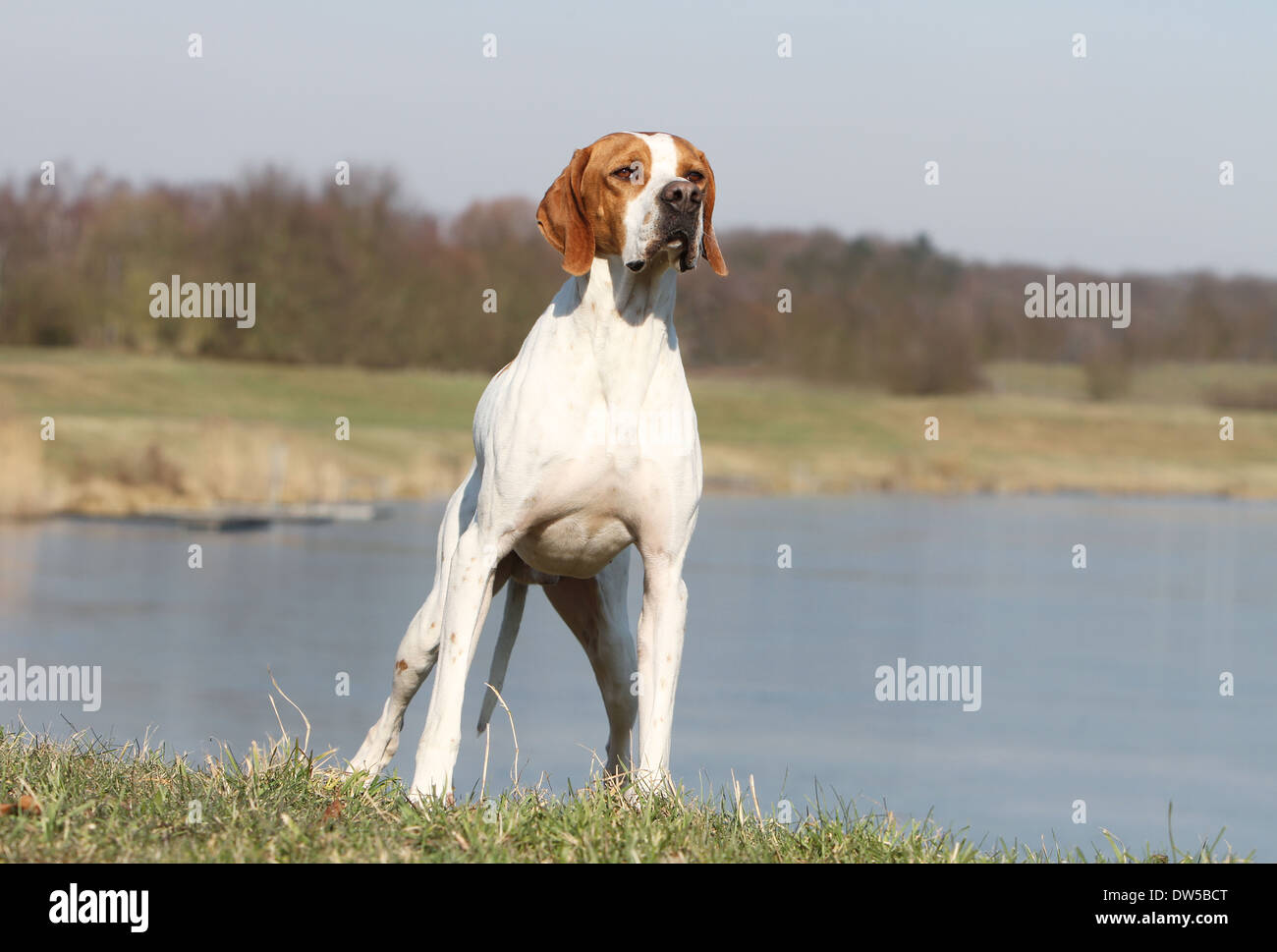Dog English Pointer  /  adult standing at the edge of a lake Stock Photo