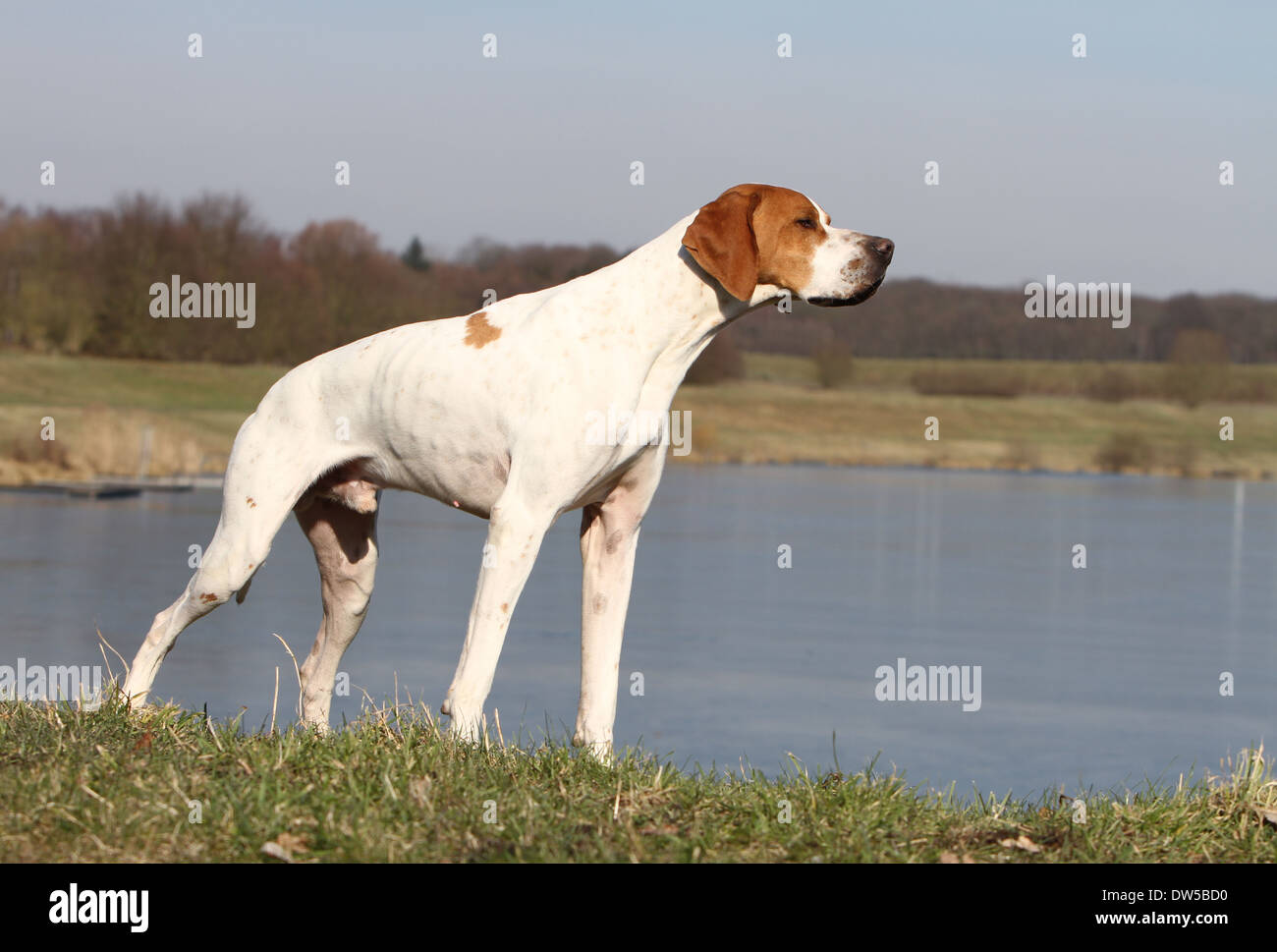 Dog English Pointer  /  adult standing at the edge of a lake Stock Photo