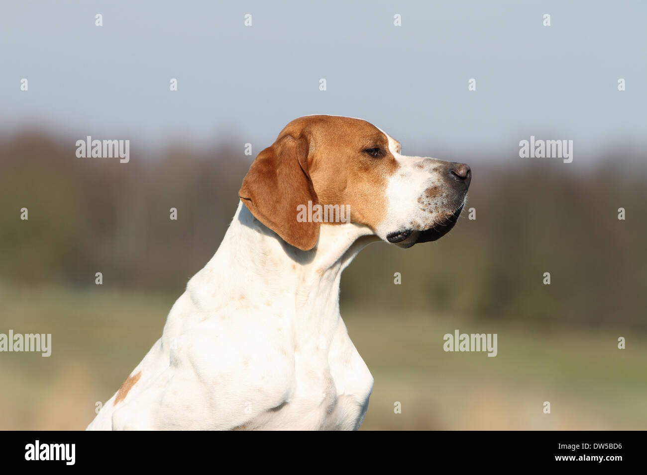 Dog English Pointer  /  adult portrait Stock Photo