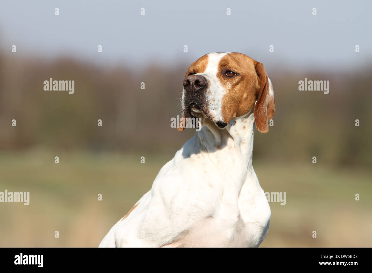 Dog English Pointer  /  adult portrait Stock Photo