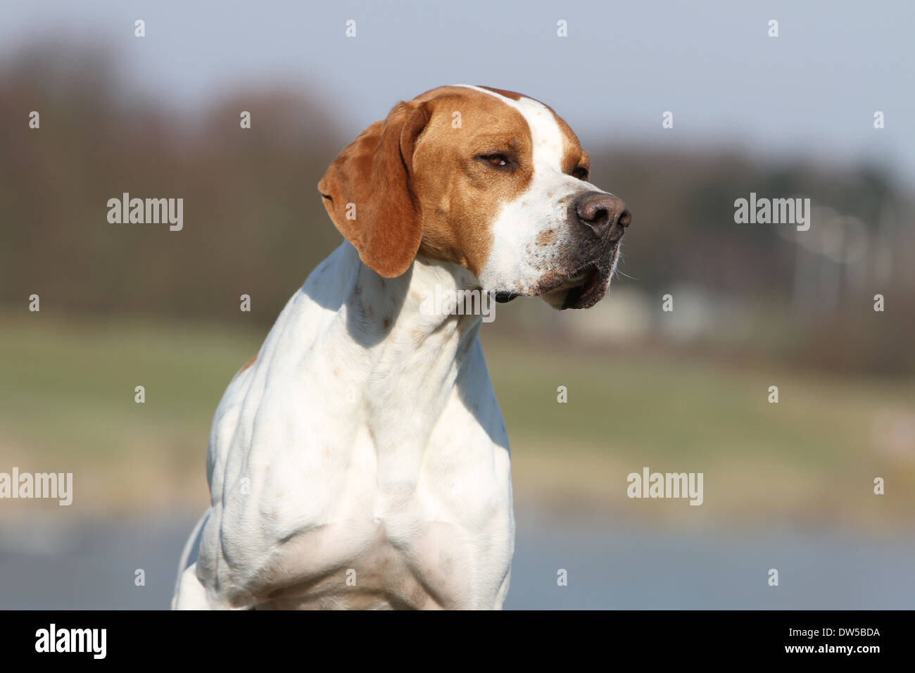 Dog English Pointer  /  adult portrait Stock Photo