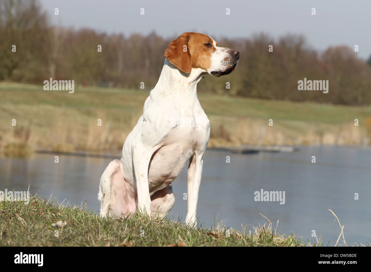 Dog English Pointer  /  adult sitting at the edge of a lake Stock Photo