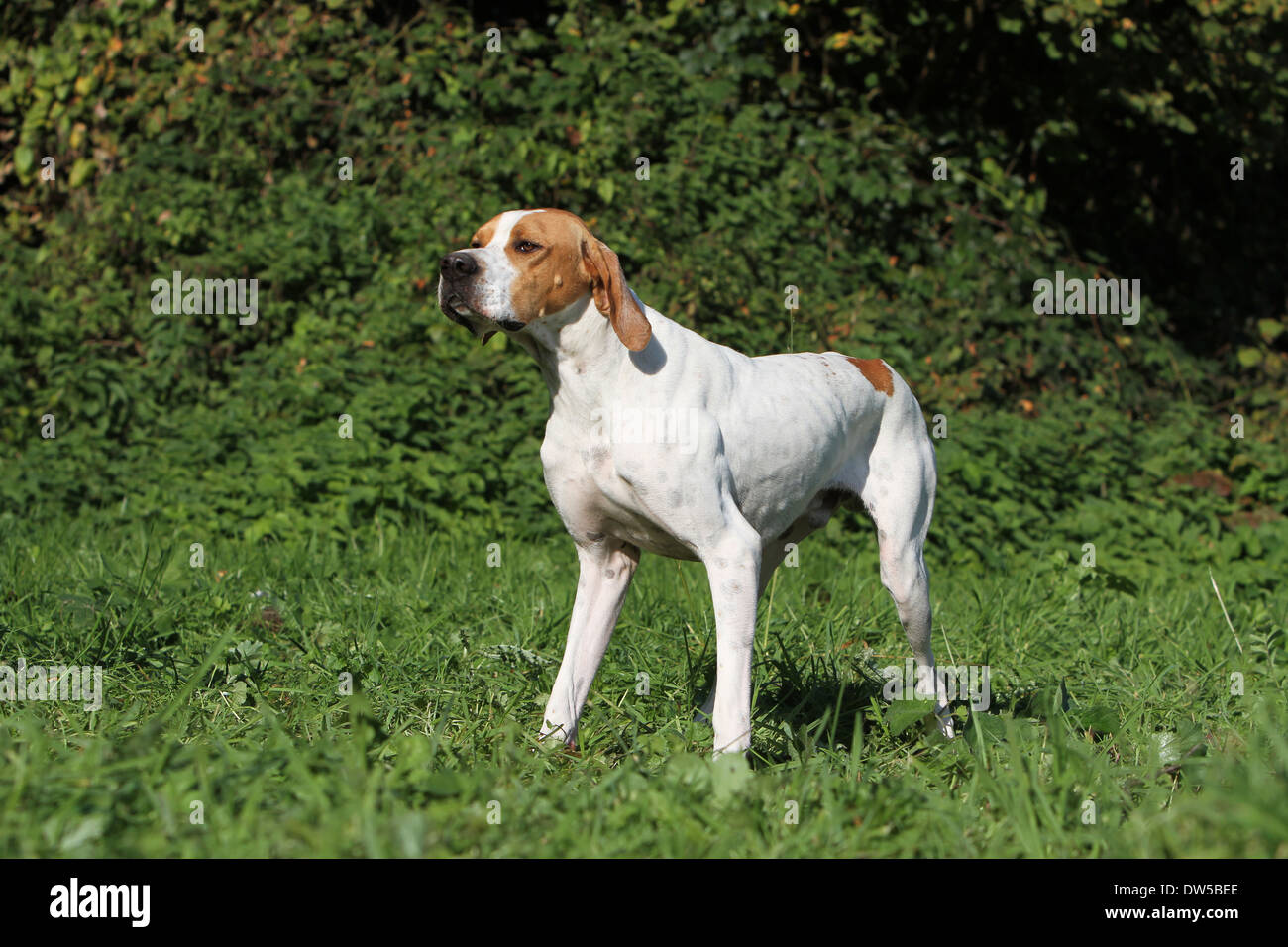 Dog English Pointer  /  adult standing in a meadow Stock Photo