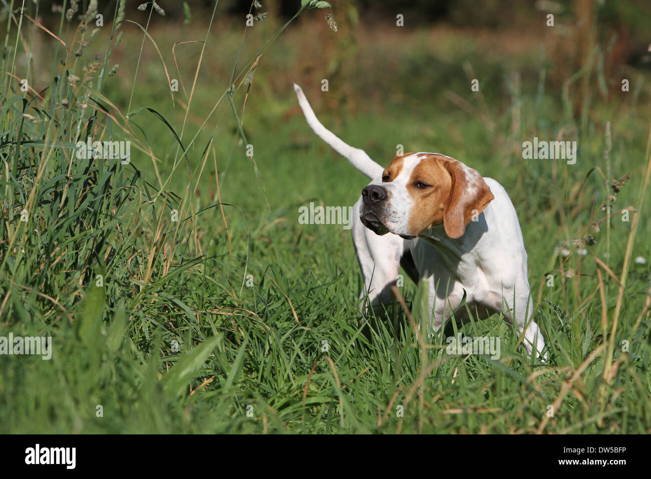 Dog English Pointer  /  adult pointing in a meadow Stock Photo