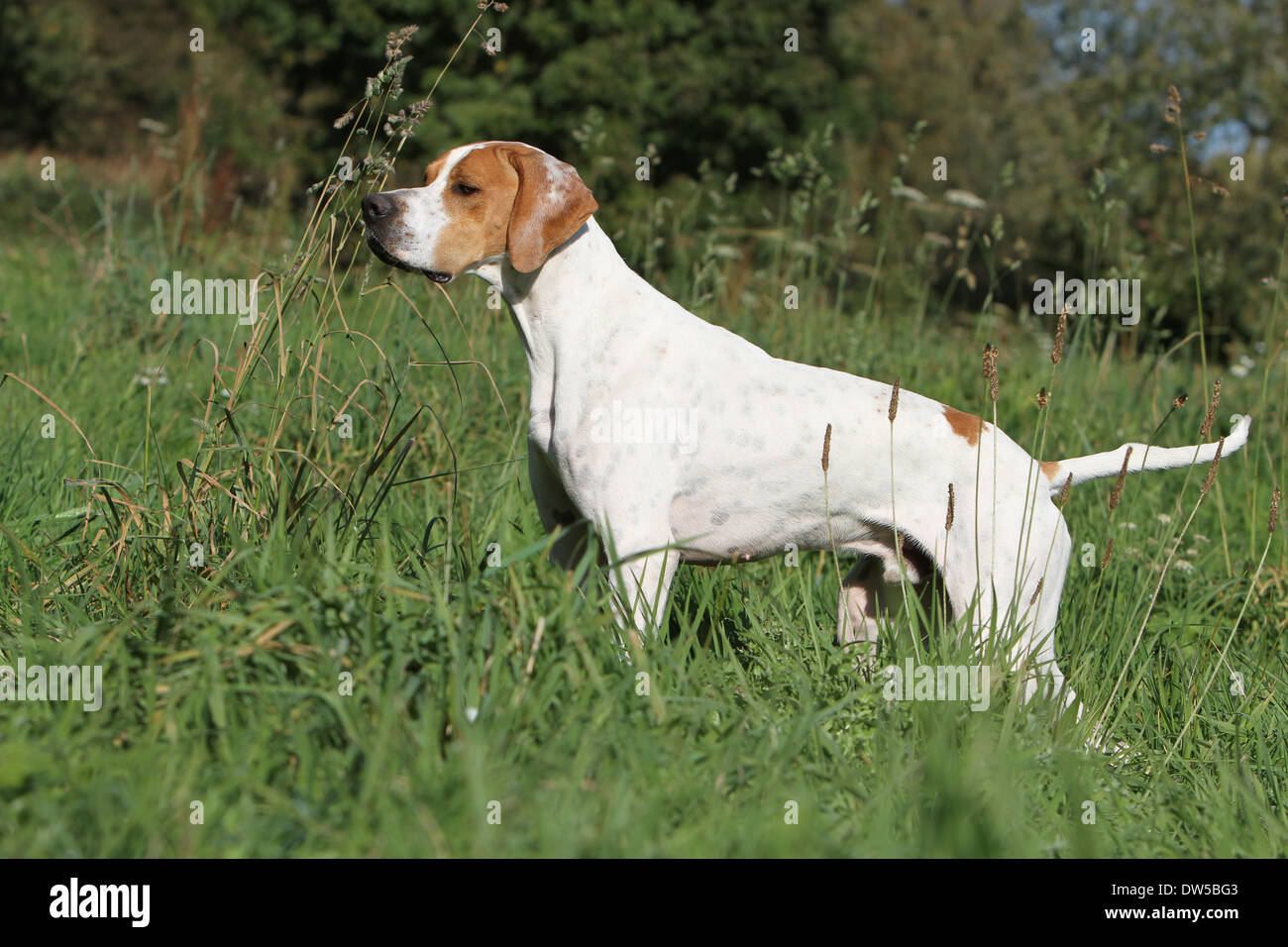 Dog English Pointer  /  adult standing in a meadow Stock Photo
