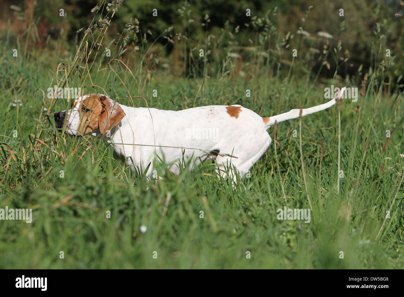 Dog English Pointer  /  adult pointing in a meadow Stock Photo