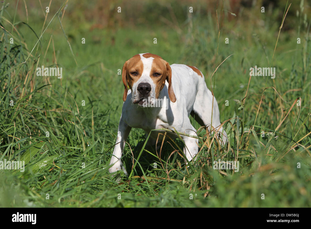 Dog English Pointer  /  adult pointing in a meadow Stock Photo