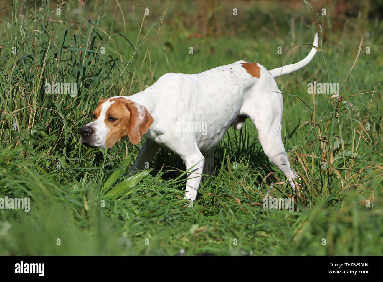 English pointer hires stock photography and images Alamy