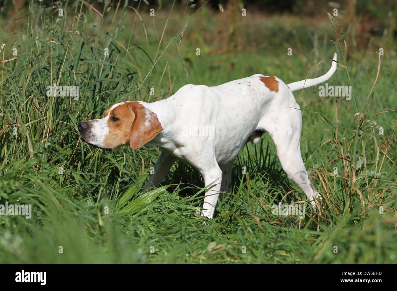 Dog English Pointer  /  adult pointing in a meadow Stock Photo